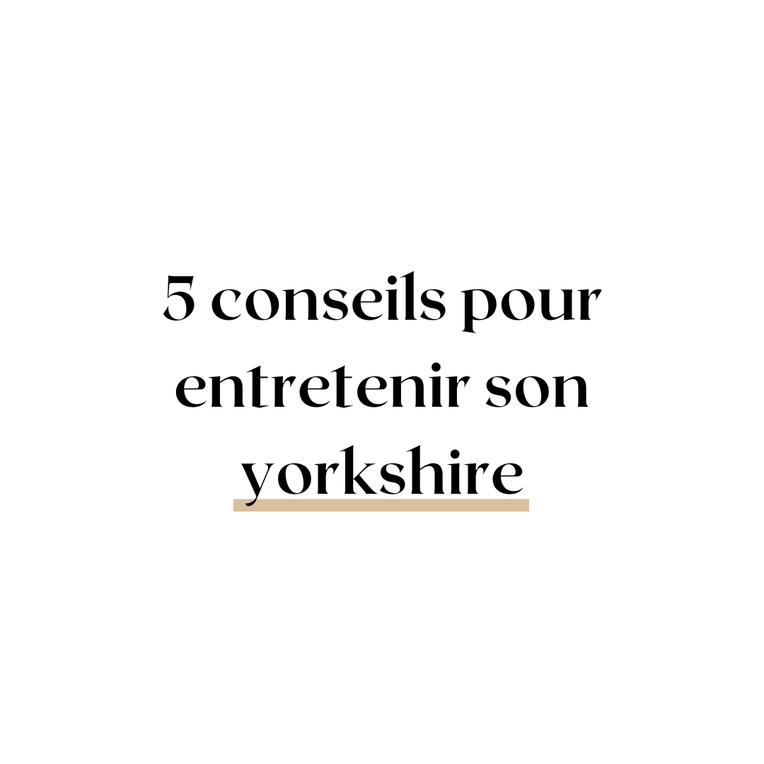 Comment entretenir son yorkshire ? 5 astuces - melissafendrichcreations