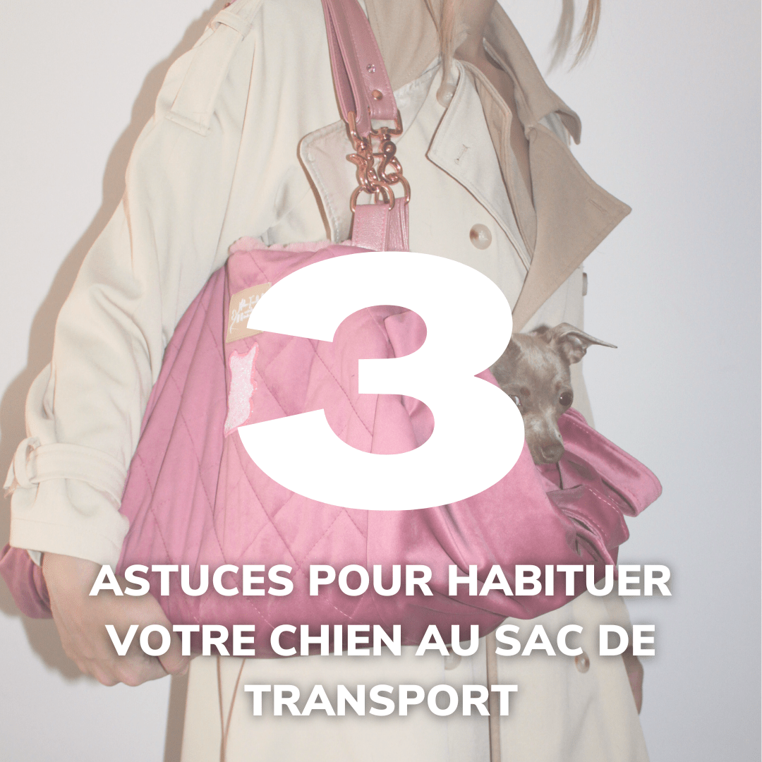 Comment habituer son chien au sac de transport ? 3 astuces - melissafendrichcreations