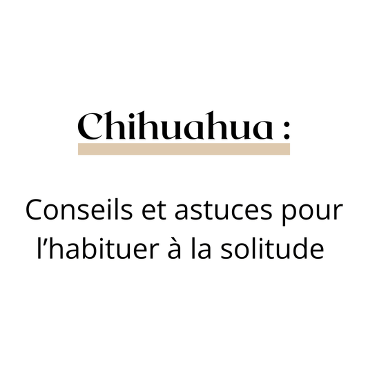 Comment habituer son chihuahua à rester seul ? - melissafendrichcreations