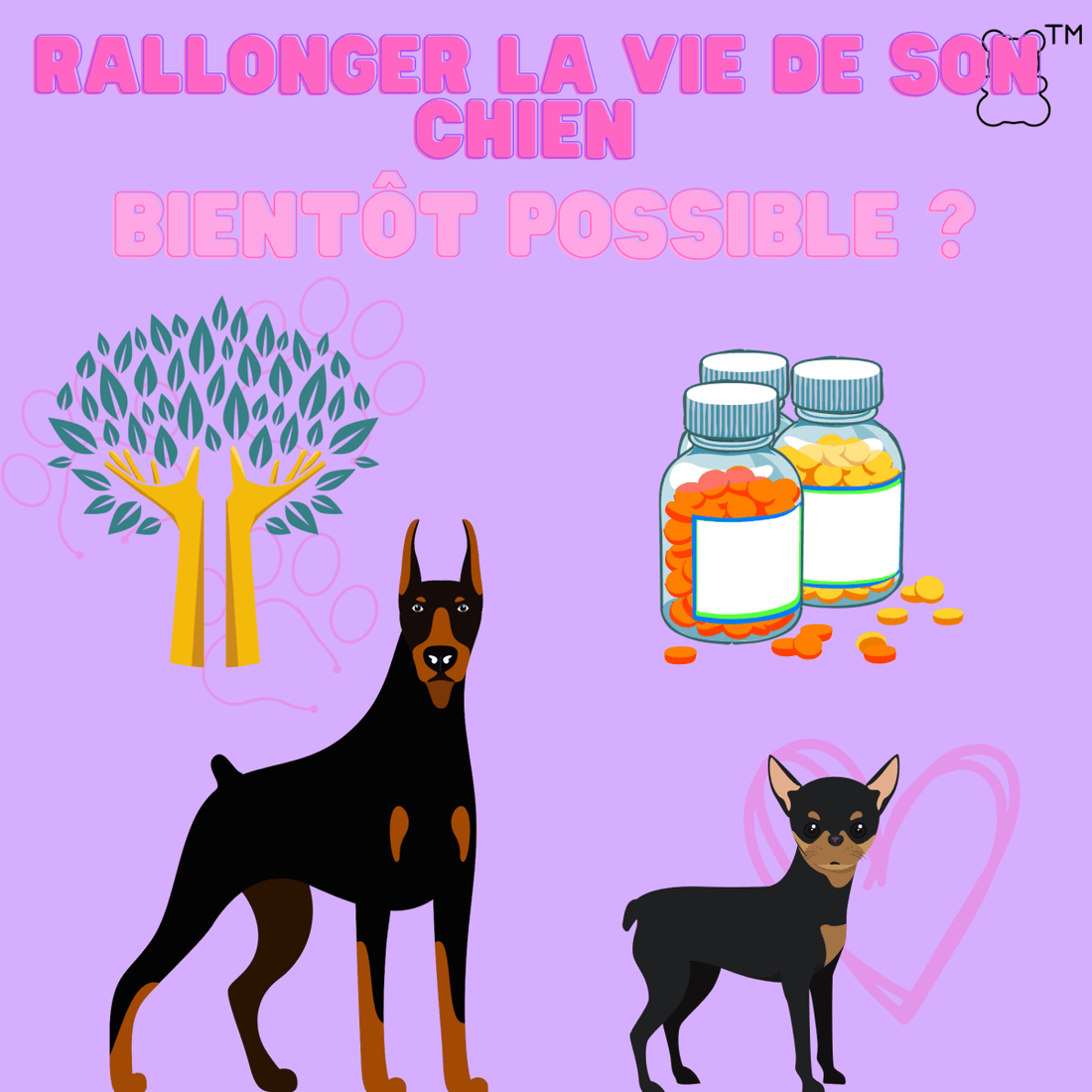 Rallonger la vie de son chien, bientôt possible ? - melissafendrichcreations